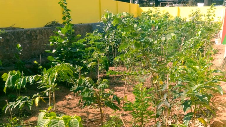 Miyawaki forest after planting