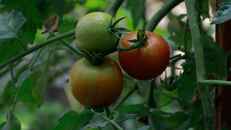 fruit forest in backway