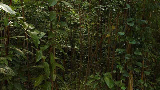 Amazing growth backyard mini forest