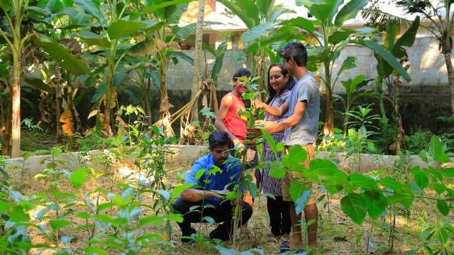 Backyard Miyawaki Forest immediately after planting