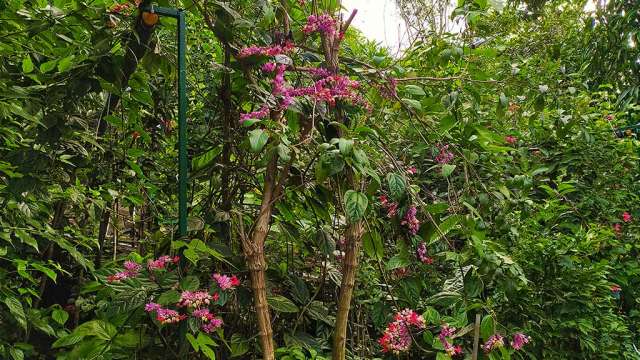 Flower Forest