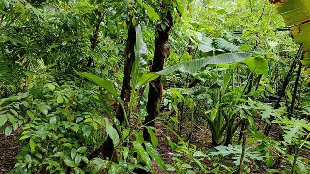 Food forest