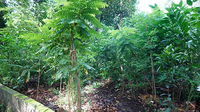 Forest near a Sacred Grove