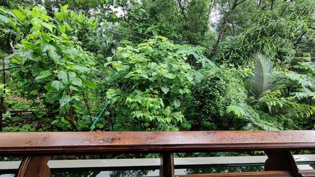 Fruit Vegetable Forest Near House