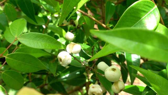 Fruits in Fruit Forest