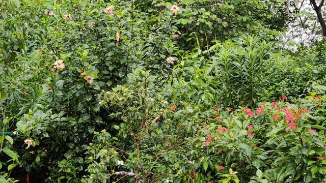 Miyawaki Flower Forest