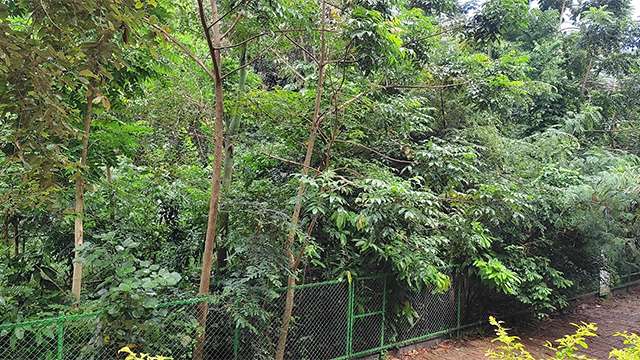 Miyawaki Forest at Kanakakkunnu after 2 years and 10 months