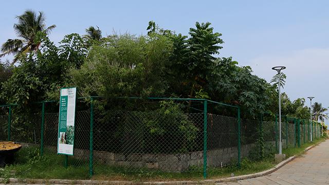 Miyawaki Forest at Shankhumugham Beach