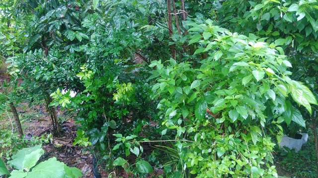 Miyawaki fruit forest