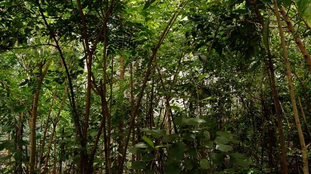 Miyawaki Model Urbal forest at  Government school, Chalai in Thiruvananthapuram