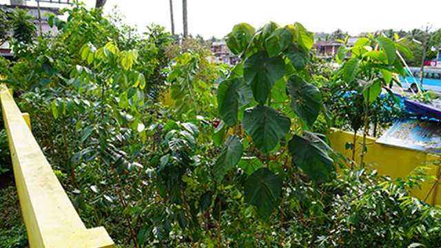 Miyawaki forest after a year