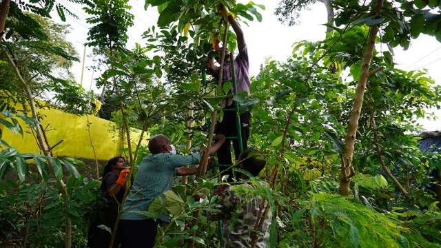 Pruning Process at Miyawaki Forest