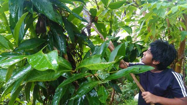 Pranav nurturing the plants