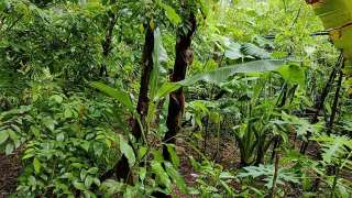 Food forest