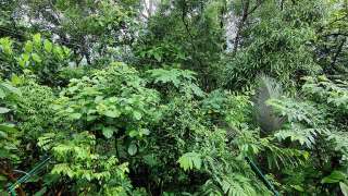 Fruit Vegetable Forest after two years