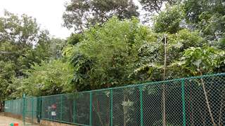 Miyawaki Forest at GHSS, Chalai