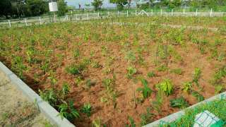 Miyawaki forest just after planting