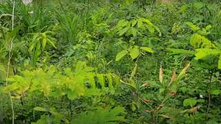 Miyawaki forest at Port Museum, Alappuzha