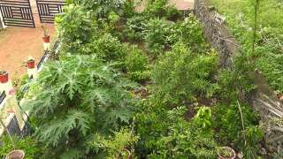 Top View of Miyawaki Forest