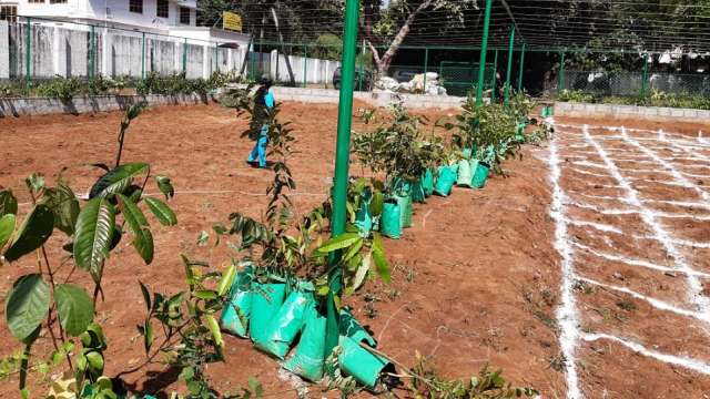 Plantation in progress