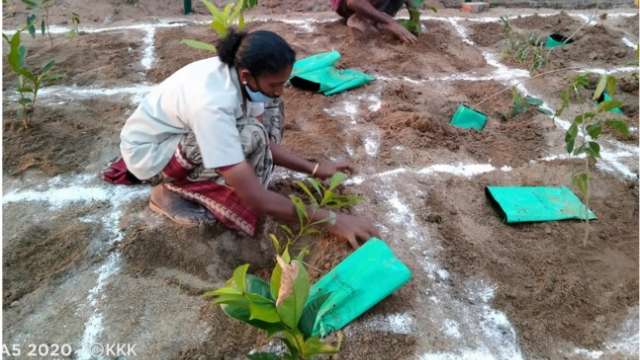 Planting of trees