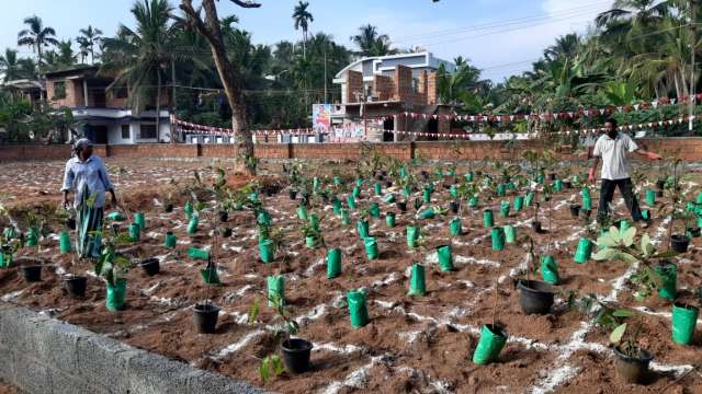 Saplings ready for planting