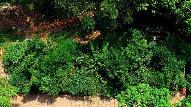 കനകക്കുന്ന്‌ മിയാവാക്കി കാടിന്റെ ആകാശദൃശ്യം