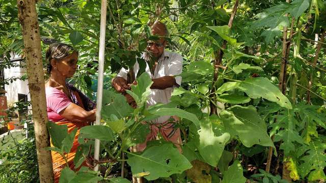 ഫലവൃക്ഷങ്ങളുടെ കാട്‌ രണ്ടുവര്‍ഷത്തിനു ശേഷം