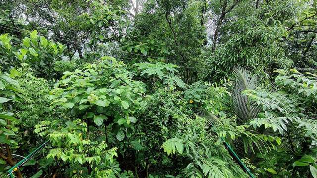 പഴങ്ങളും പച്ചക്കറികളും വിളയുന്ന കാട്‌