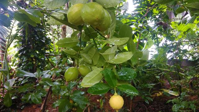 പഴത്തോട്ടത്തില്‍ വിളഞ്ഞ പഴങ്ങള്‍