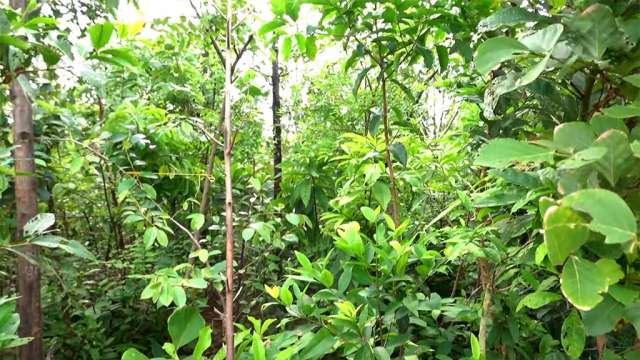 കടല്‍ത്തീരത്തെ മിയാവാക്കി കാട്‌ ഒരു വര്‍ഷത്തിനു ശേഷം