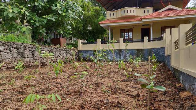 മിയാവാക്കി കാട്‌ നട്ടയുടനെ ഉളള ചിത്രം