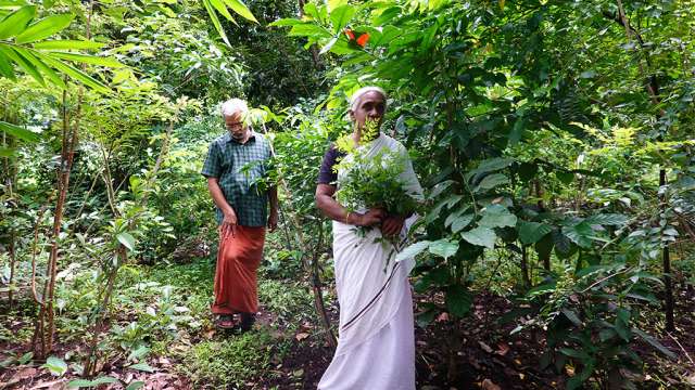 മിയാവാക്കി മാതൃകയിലുളള കാവ്‌ രണ്ടുവര്‍ഷത്തിനു ശേഷം