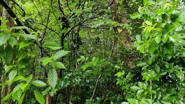 മൂന്നു വര്‍ഷത്തിനു ശേഷമുളള പച്ചപ്പ്‌