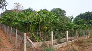 Miyawaki Forest at CUSAT, Thirkkakkara, Kochi