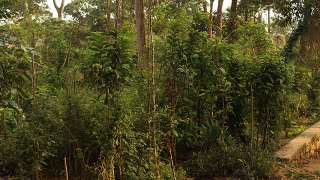 Miyawaki Forest at Shanthanpara, Munnar