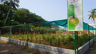 Miyawaki Forest at Naval Base in Willingdon Island