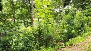 Miyawaki Forest at Neyyar Wildlife Sanctuary