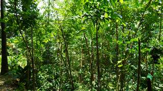 Miyawaki Forest at Suvarnodayam Biological Park