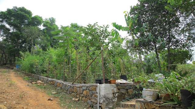 പുളിയറക്കോണത്തെ മിയാവാക്കി വനം ആറുമാസത്തിനു ശേഷം