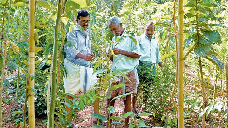 ഒരു തുണ്ട് ഭൂമിയെപ്പോലും സ്വാഭാവിക വനമാക്കി മാറ്റുന്ന മാജിക്ക്!