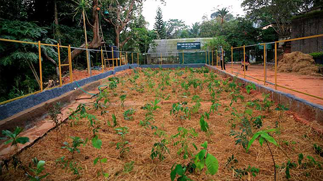 നട്ടു, 'മിയാവാക്കി'  വനം കനകക്കുന്നിലും