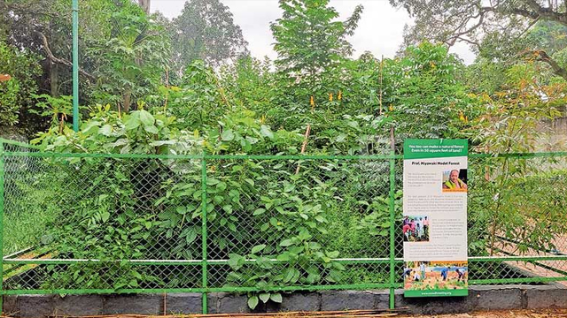 കനകക്കുന്നിലെ മിയാവാക്കി കാടിന് ഒരു വയസ്സ്