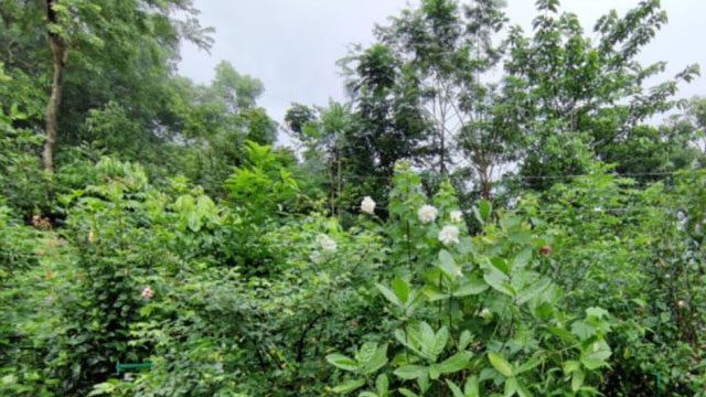 വേൾഡ് ട്രാവൽ മാർട്ടിൽ : മിയാവാക്കി മാതൃകയ്ക്ക് വെള്ളി മെഡൽ