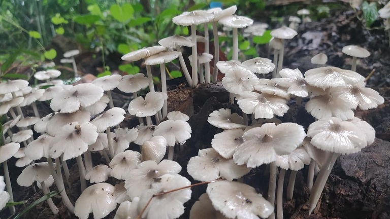 A mushrooming model of nature's calendar