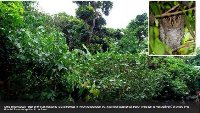 A verdant mini-forest in Thiruvananthapuram in just 16 months