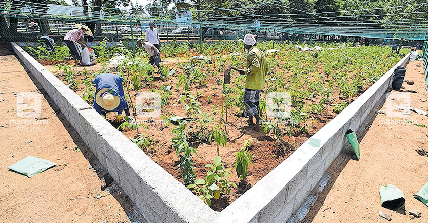 Kollam ashram prepares ground for Miyawaki forest