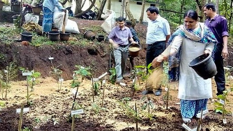 On a mission to develop mini-forests in urban areas