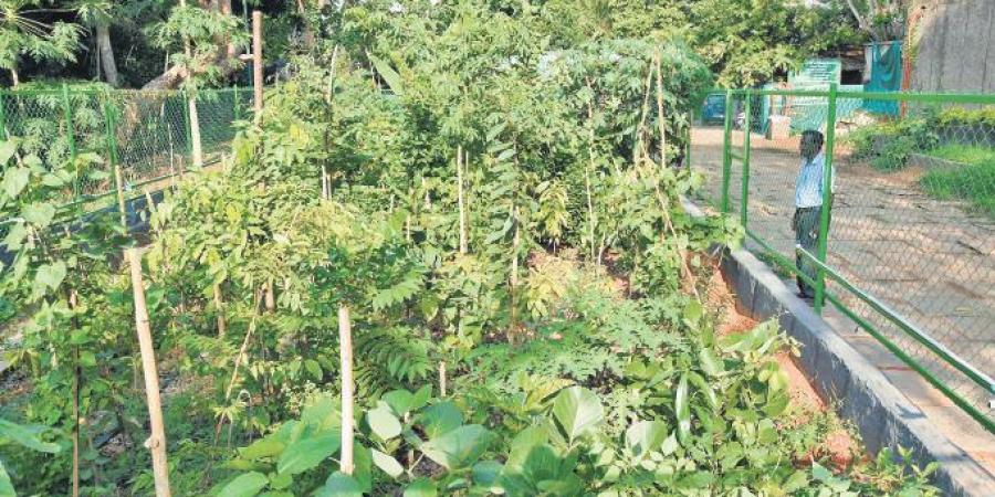 Soon, tourist spots to nurture micro forests