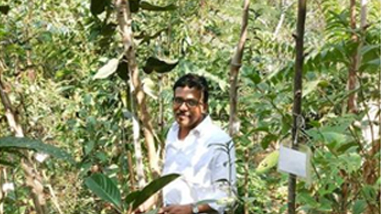 Unique afforestation method gains popularity in Thiruvananthapuram